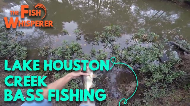 Lake Houston Creek Bass Fishing