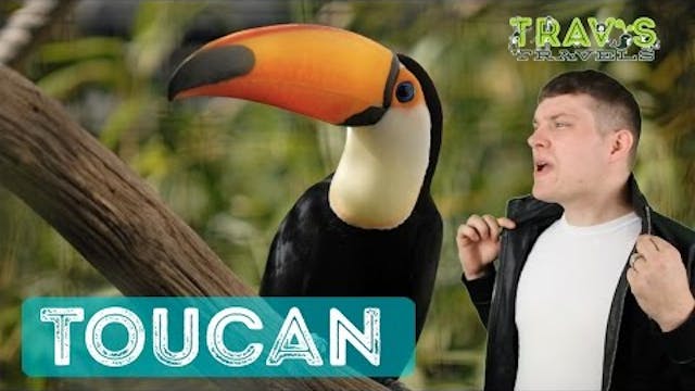 Toucan - Animal Facts