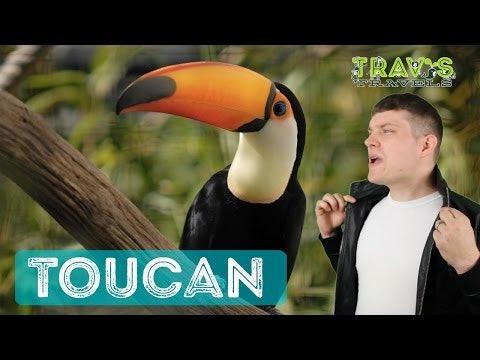 Toucan - Animal Facts