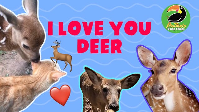 Animals Doing Things | Love You Deer 