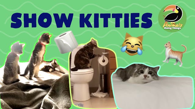 Animals Doing Things | Show Kitties 