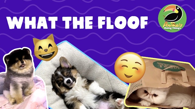Animals Doings Things | What The Floof