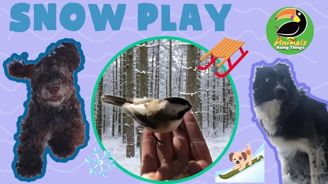 Animals Doing Things | Snow Play