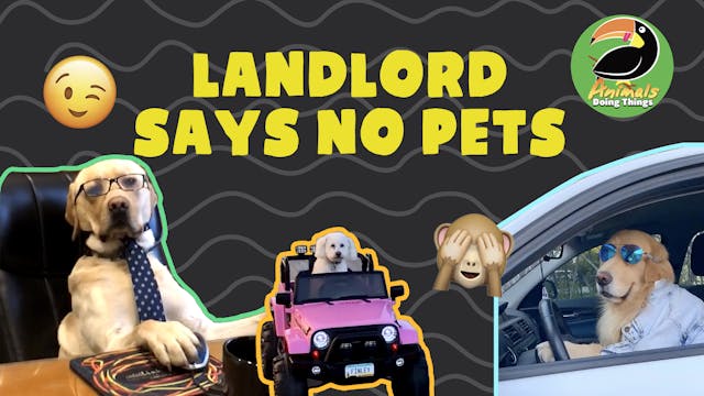 Animals Doings Things | Landlord Says...
