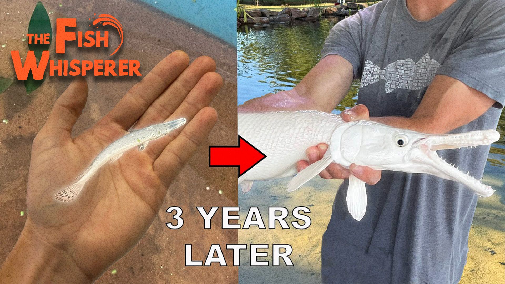 My Platinum Alligator Gar - 3 Years Later!