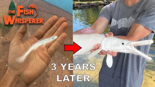 My Platinum Alligator Gar - 3 Years Later!
