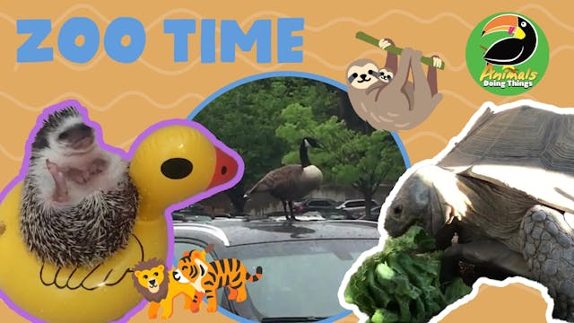 Animals Doing Things | Zoo Time