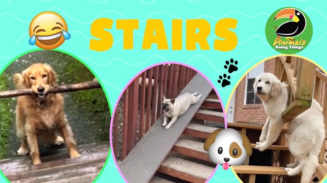 Animals Doing Things | Stairs
