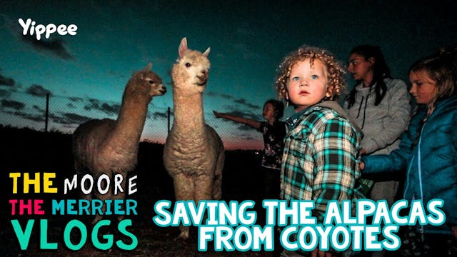 Saving the Alpacas from Coyotes