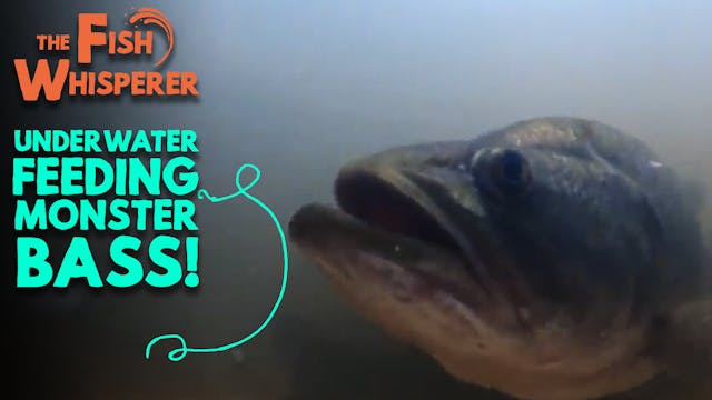 Underwater Feeding Monster Bass!