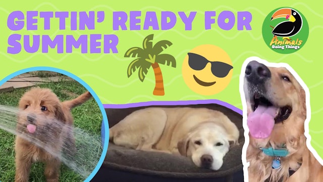 Animals Doing Things | Gettin' Ready For Summer