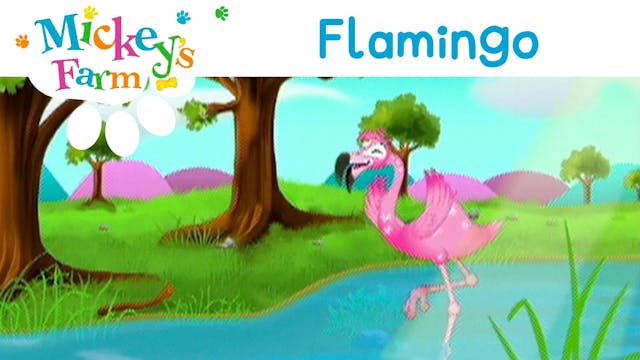 Flamingo