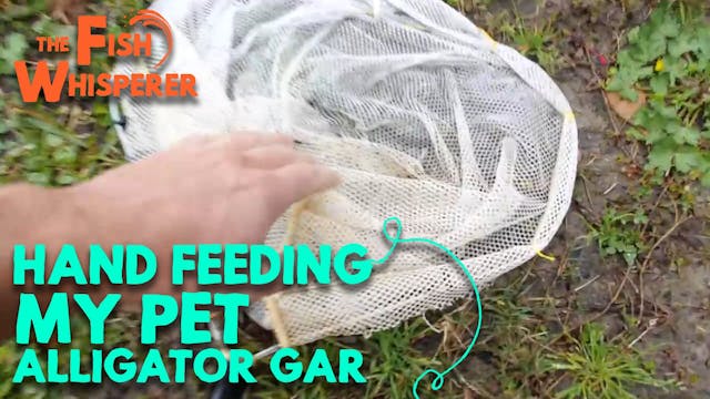 Hand Feeding My Pet Alligator Gar!