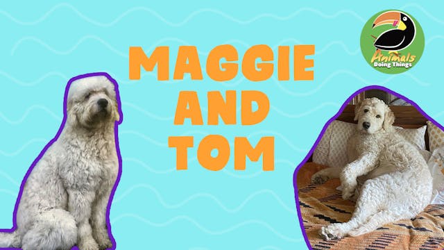 Animals Doing Things | Maggie and Tom 