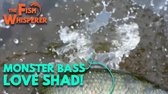 Monster Boss Love Shad!