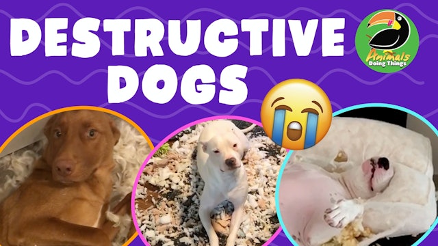Animals Doing Things | Destructive Dogs