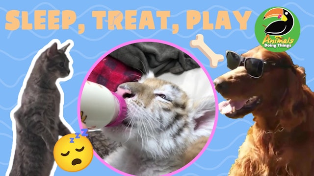 Animals Doing Things | Sleep, Treat, Play