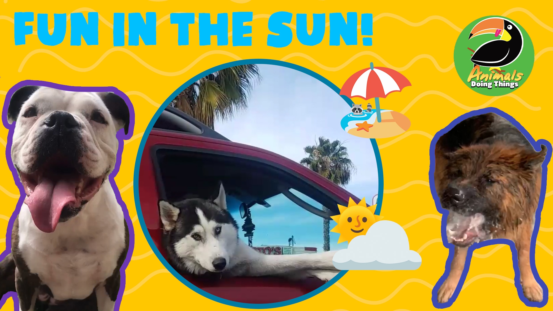 Animals Doing Things | Fun In The Sun!