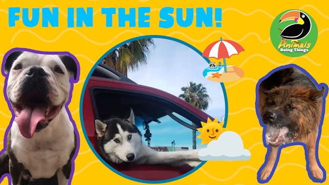 Animals Doing Things | Fun In The Sun!