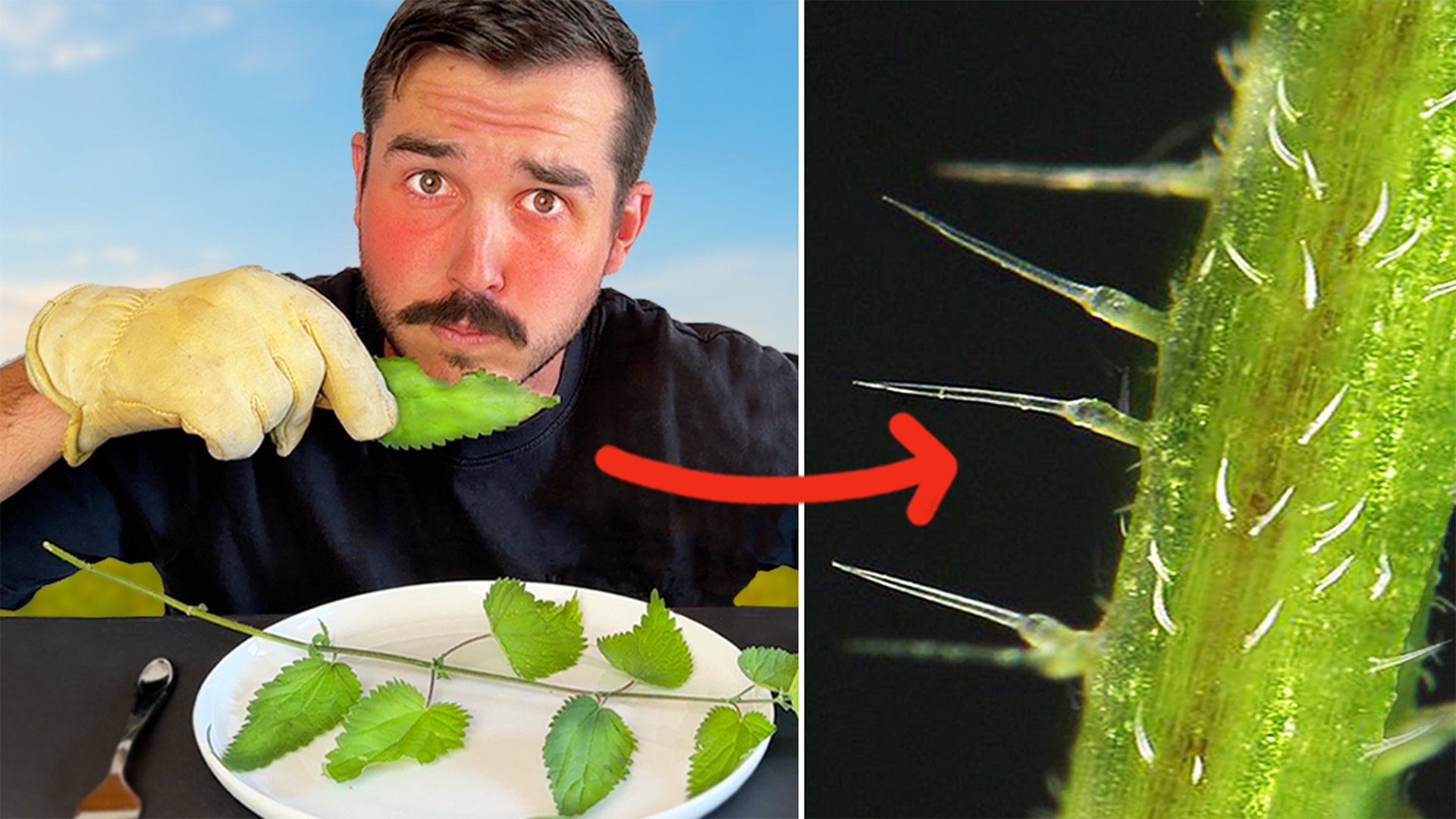 I Tested 3 Ways to Eat this Painful Plant (Stinging Nettle)