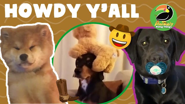 Animals Doing Things | Howdy Y'all