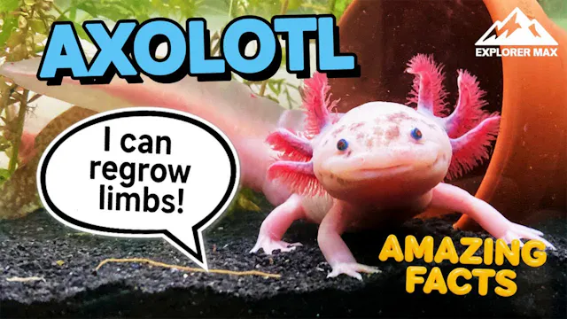 Explorer Max: Meet the Axolotl