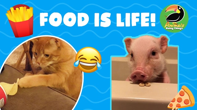 Animals Doing Things | Food Is Life
