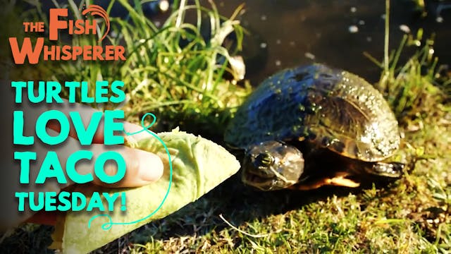 Turtles Love Taco Tuesday!