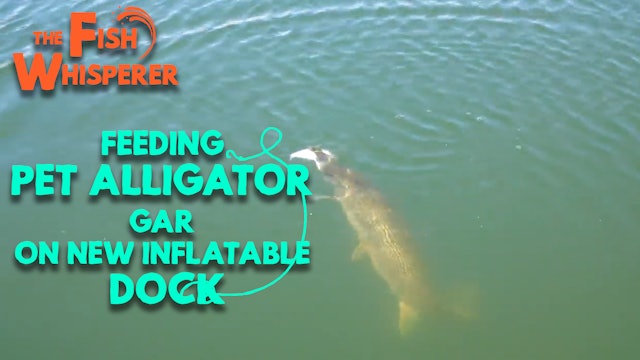 Feeding Pet Alligator Gar on New Inflatable Dock!