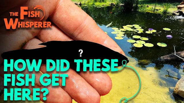 How Did These Fish Get in Here