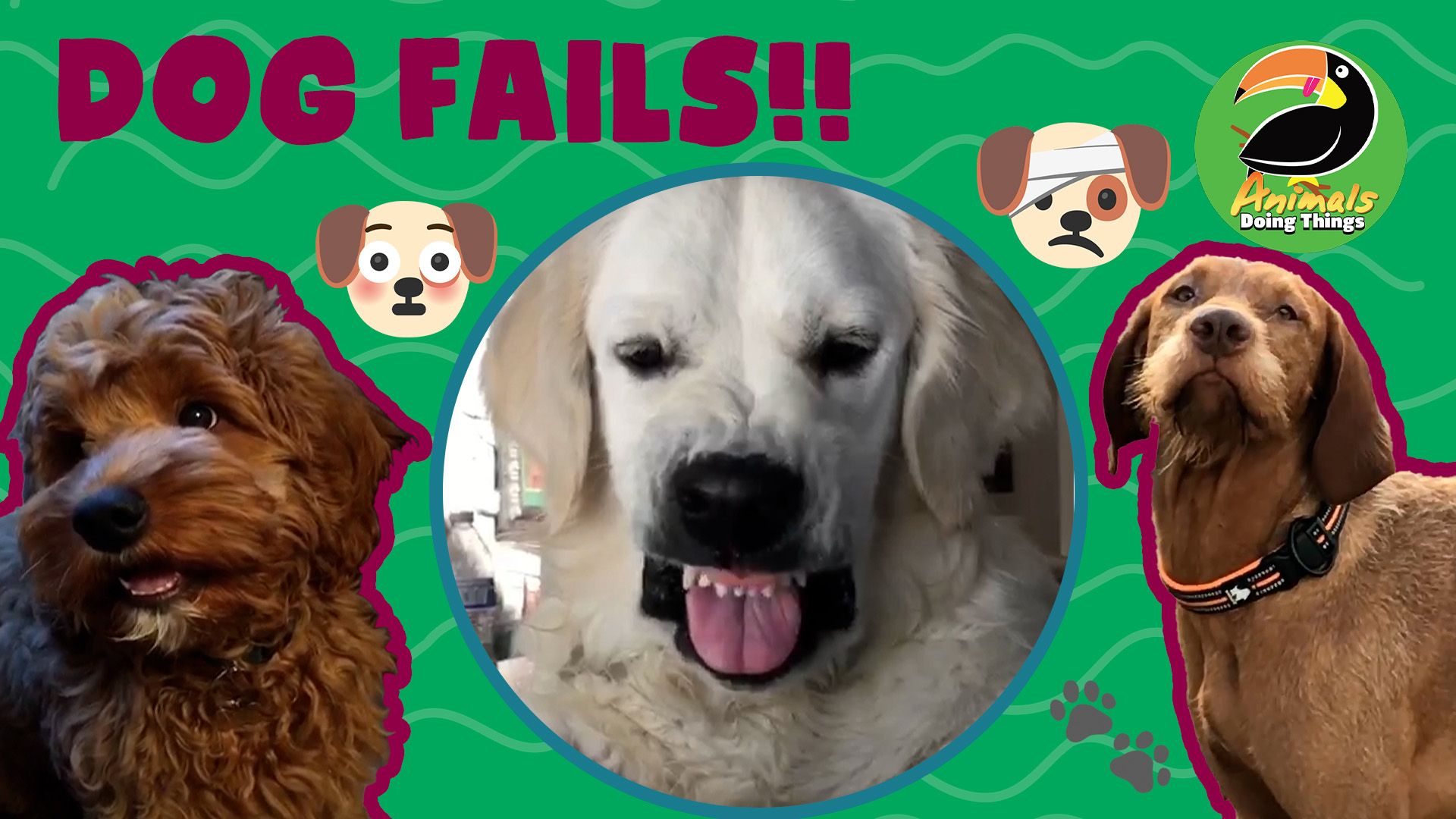 Animals Doing Things | Dog Fails!!