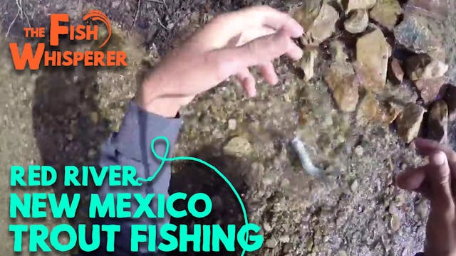 Red River New Mexico Trout Fishing