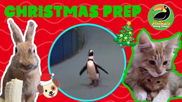 Animals Doing Things | Christmas Prep