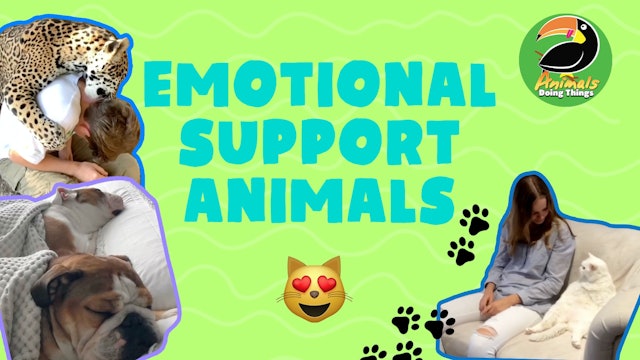 Animals Doing Things | Emotional Support 