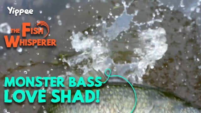 Monster Bass Love Shad!