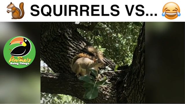 Animals Doing Things | Squirrels Vers...