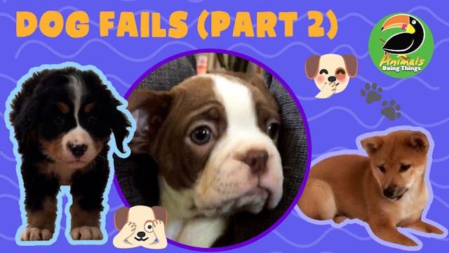 Animals Doing Things | Dog Fails!!- P...