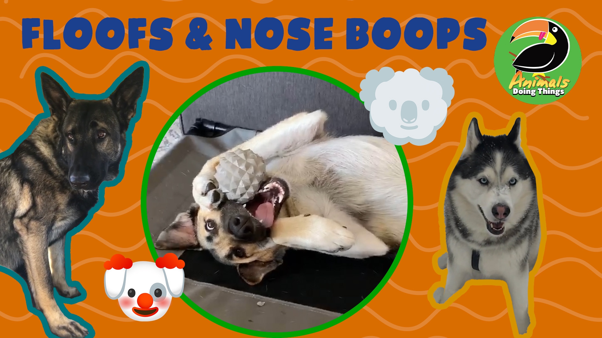 Animals Doing Things | Floofs & Nose Boops