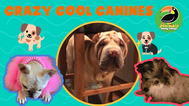 Animals Doing Things | Crazy Cool Can...