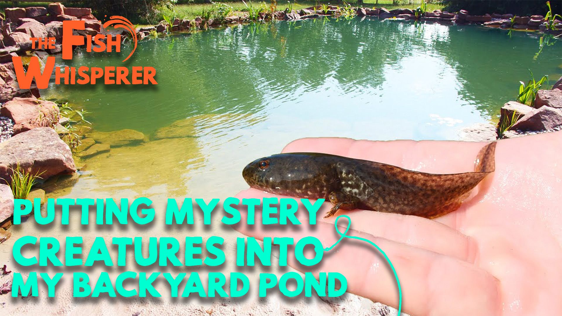 Putting Mystery Creatures In the Backyard Pond!