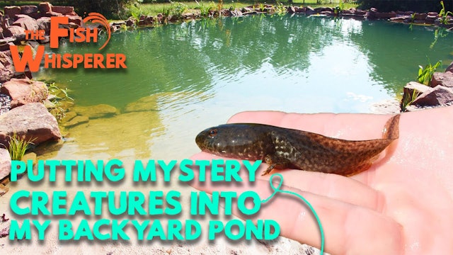 Putting Mystery Creatures In the Backyard Pond!