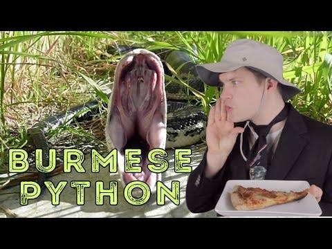Burmese Python - Animal Facts 
