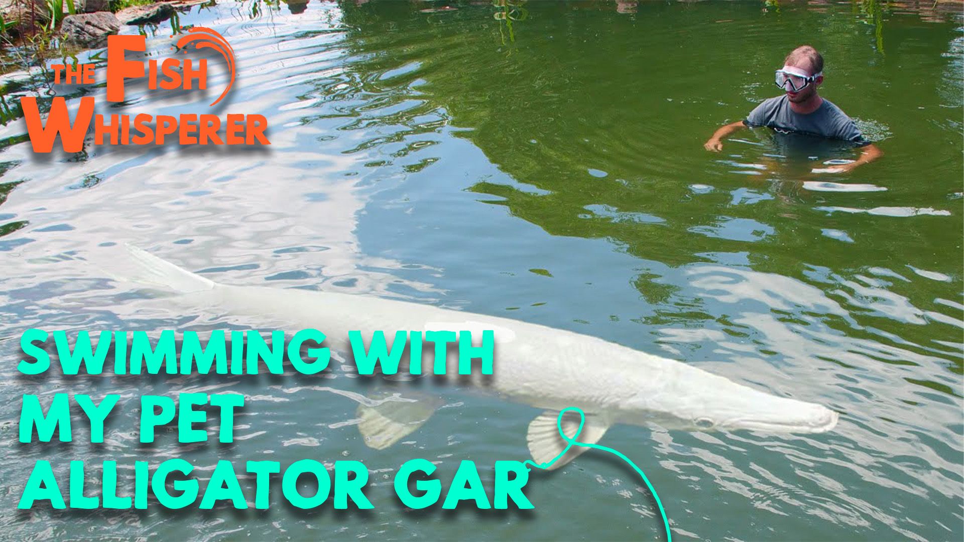 Swimming with My Pet Alligator Gar!