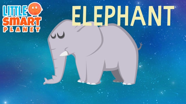 Guess the Wild Animal