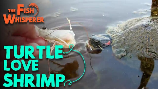 Turtle Love Shrimp!