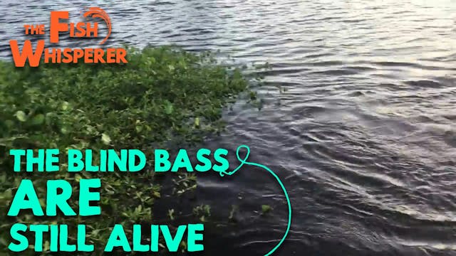 The Blind Bass is Still Alive!