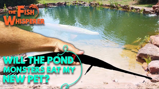 Will the Pond Monsters Eat My New Pet