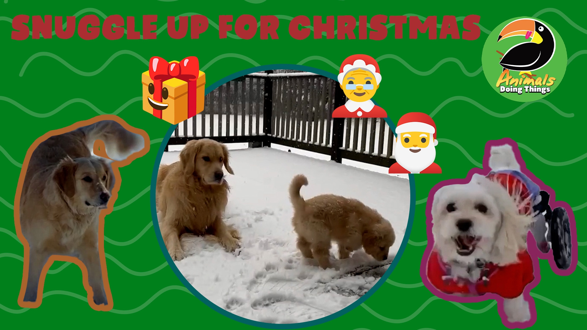 Animals Doing Things | Snuggle Up Fur Christmas!