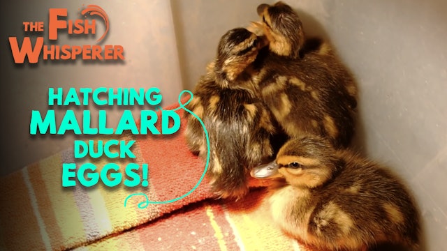 Hatching Mallard Duck Eggs!
