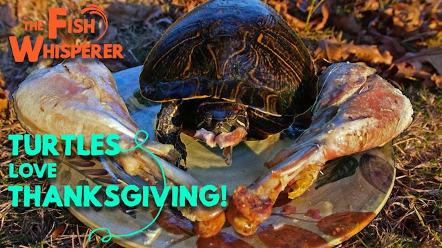Turtles Love Thanksgiving!